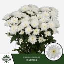 Vollsortiment - Chrysantheme große verzweigte, gefüllt weiß